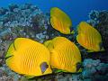 gelbe Falterfische5